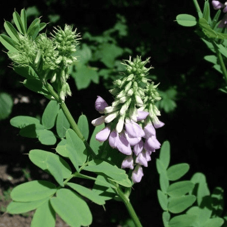 Des images de diffrentes plantes